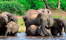 Elephants are more than just the trade in ivory