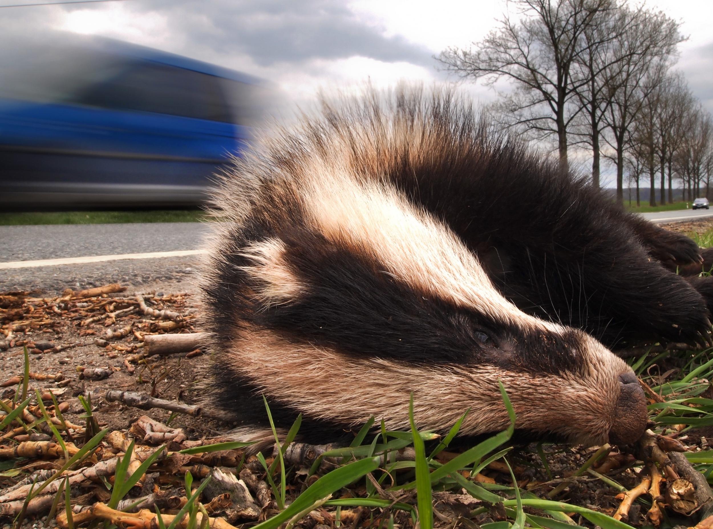 Badgers are UK's most flattened mammal, roadkill report shows | The  Independent | The Independent