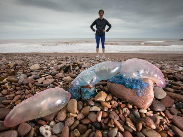 The Portuguese Man o'War jellyfish is among the most deadly species that have been seen washed up on beaches in the UK and abroad, here seen in Teignmouth, Devon