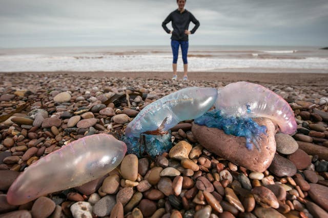 The Portuguese Man o'War jellyfish is among the most deadly species that have been seen washed up on beaches in the UK and abroad, here seen in Teignmouth, Devon