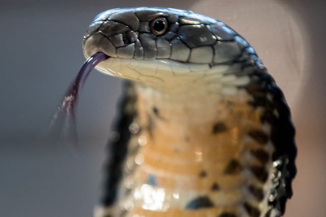A King Cobra snake