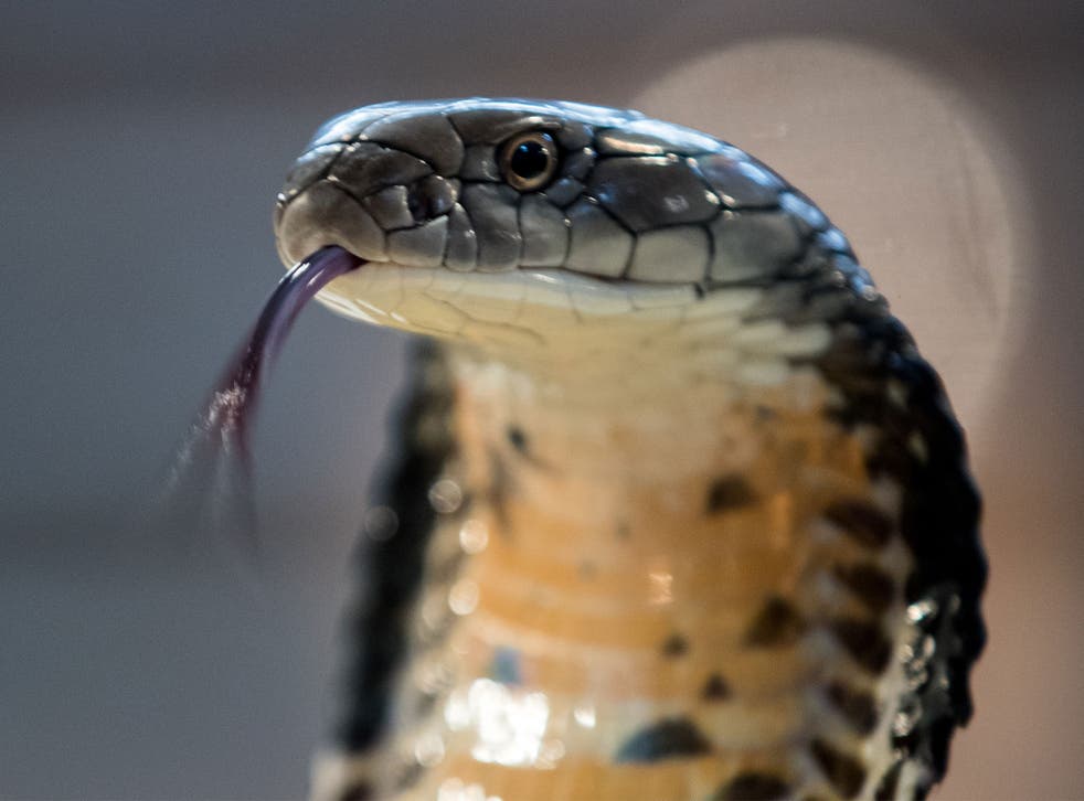 A King Cobra snake