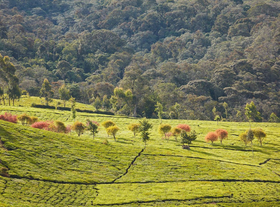 One of the tea farms in the foothills of Mount Kenya