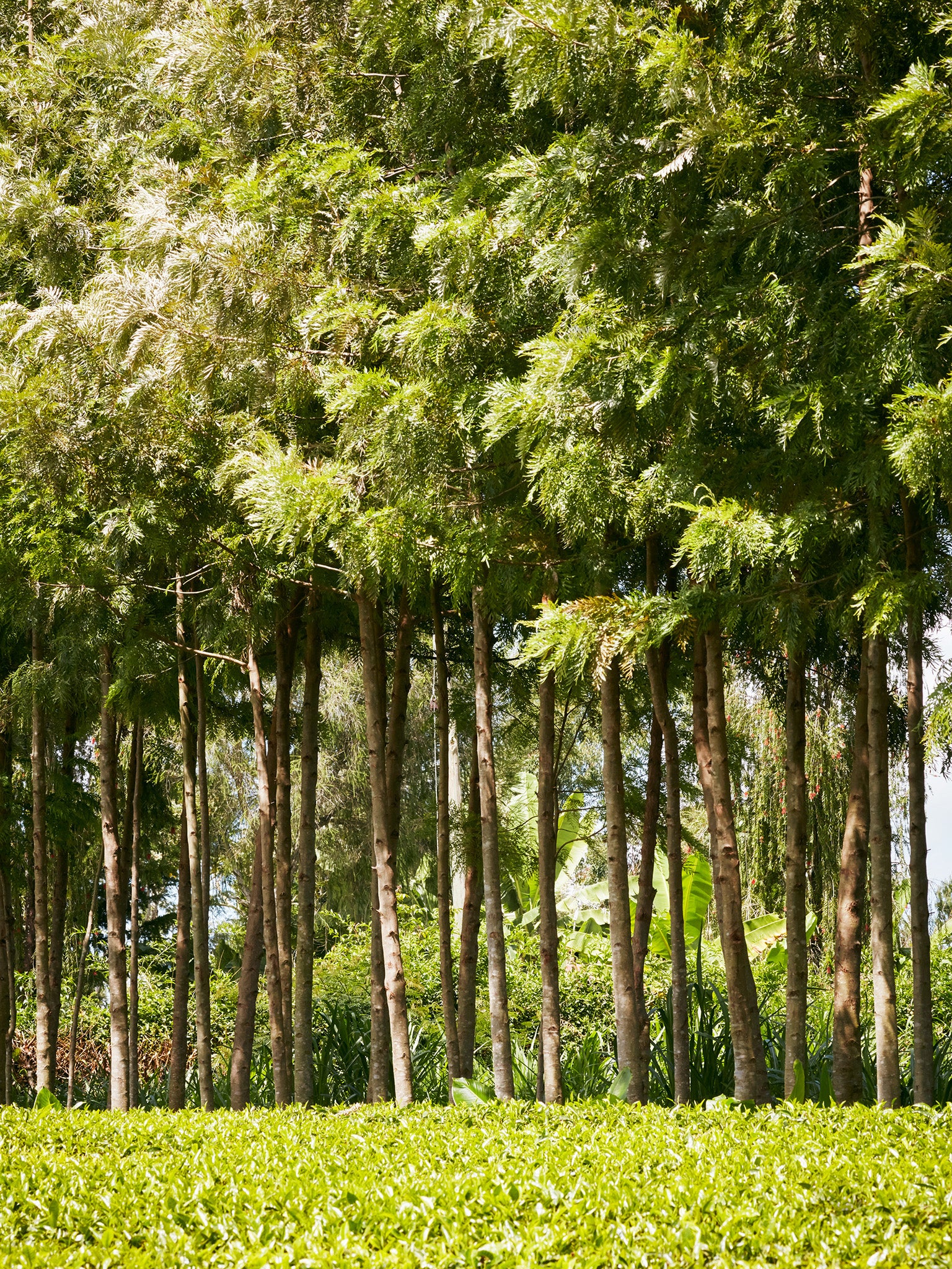 Grevillea is originally from Australia, but has become naturalised in Kenya. Farmers use it as a windbreak – or elephant fence – around their tea bushes