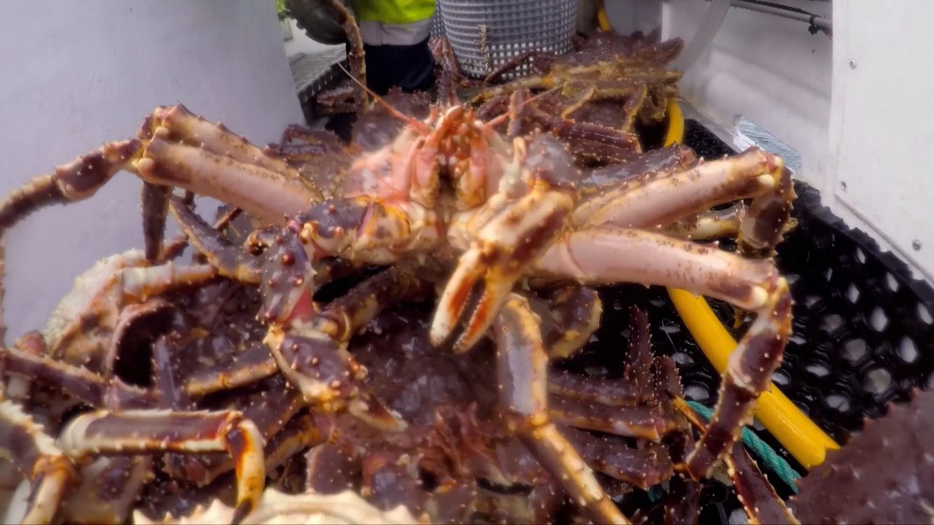 Arctic Ocean crab