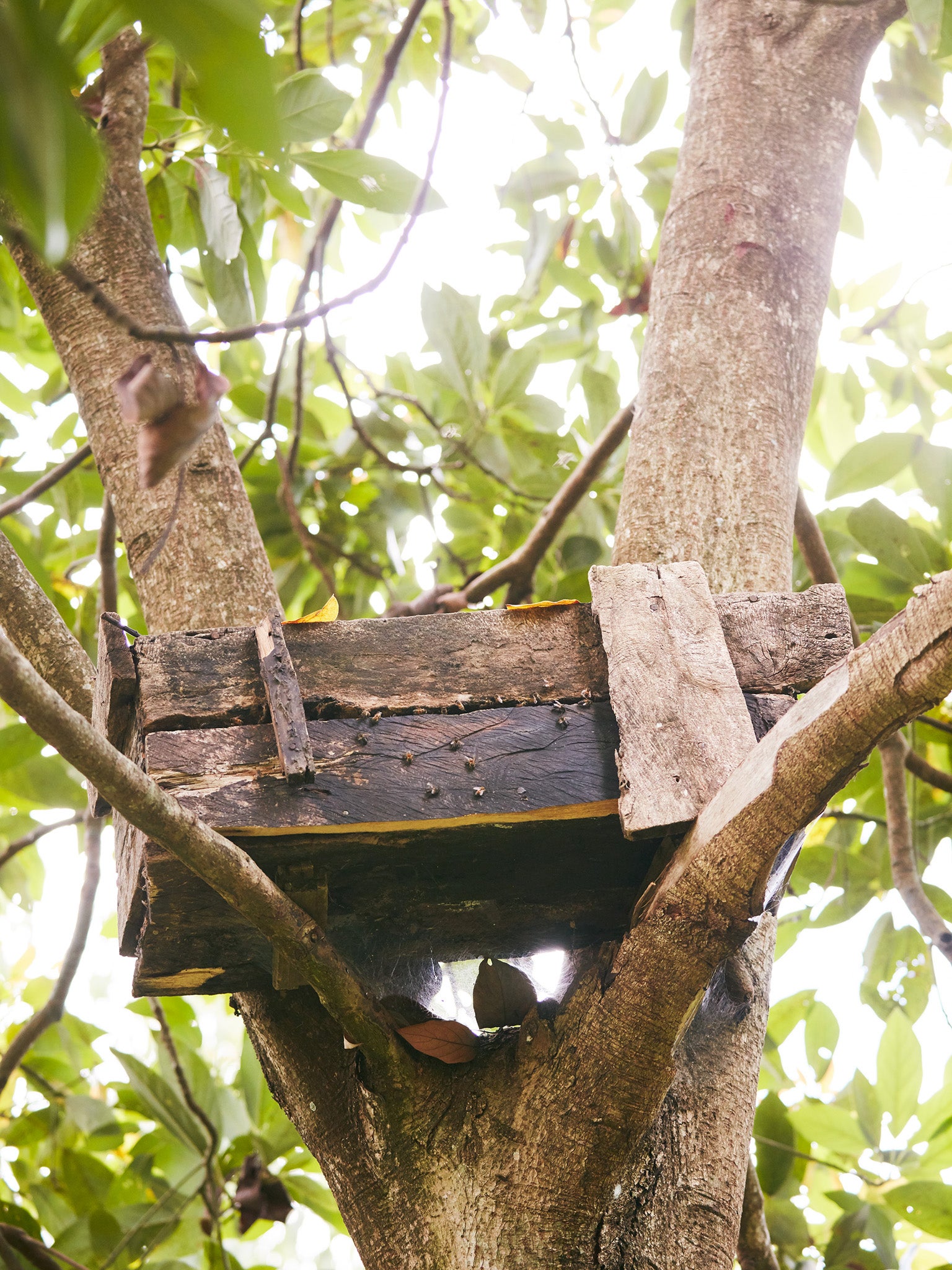 Some farmers establish beehives in their tree groves so they can make an additional income from the honey