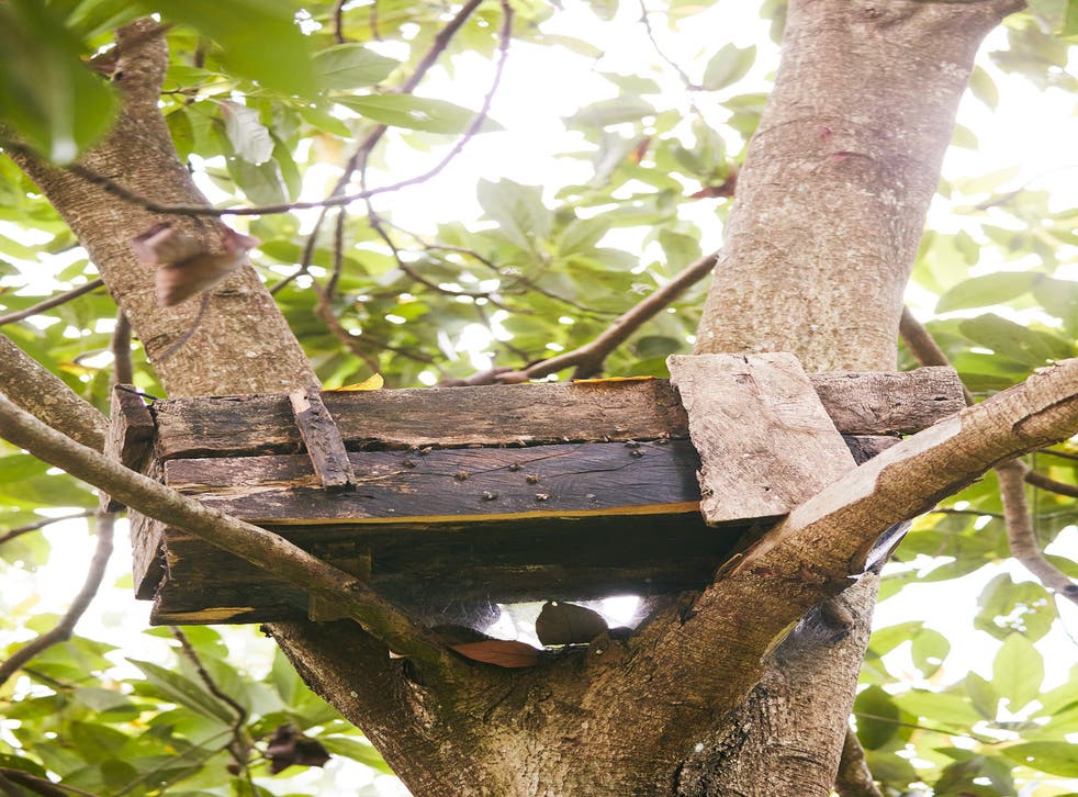 Some farmers establish beehives in their tree groves so they can make an additional income from the honey 