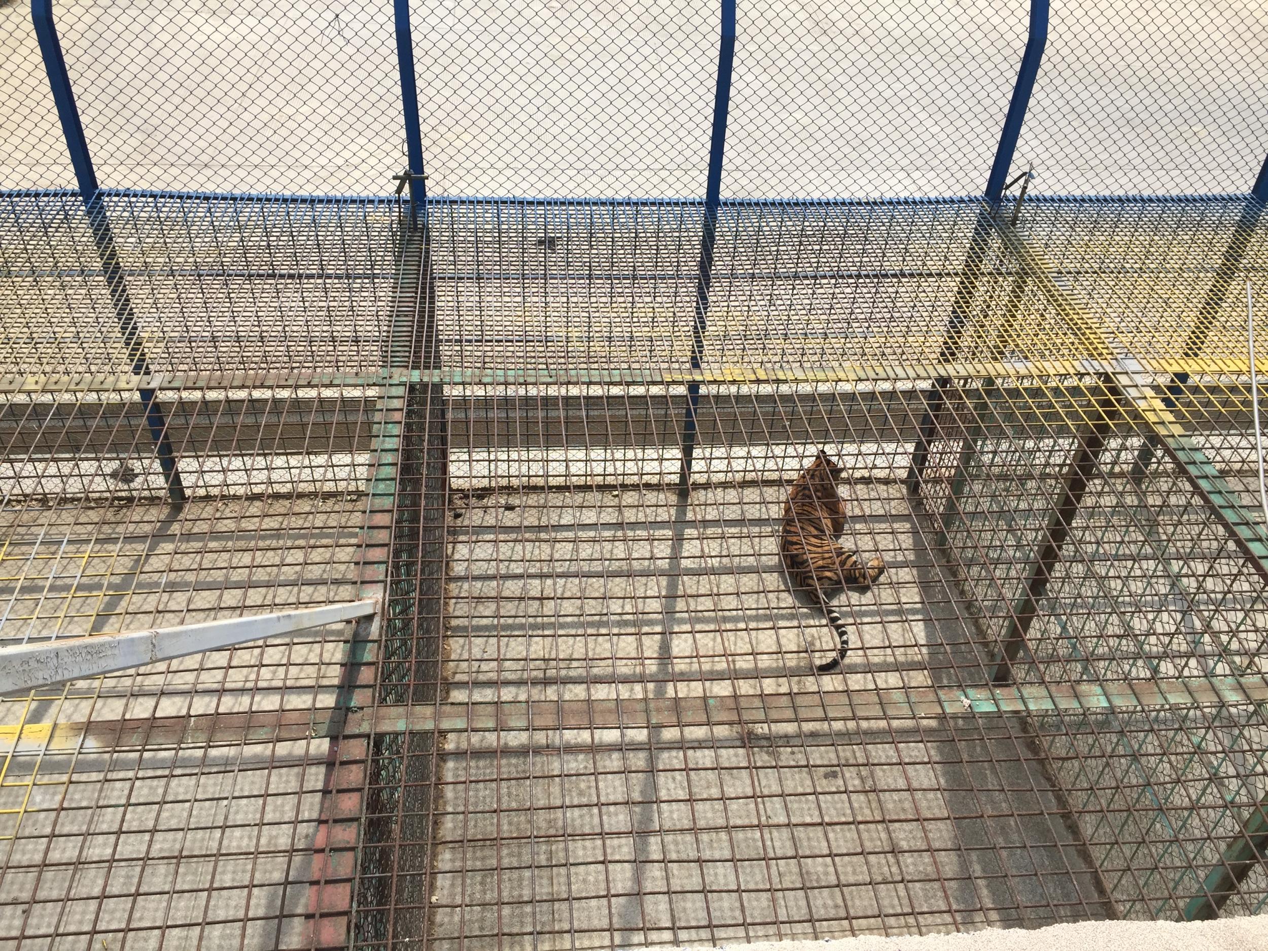 A tiger lies in a barren cage, one of hundreds in a row