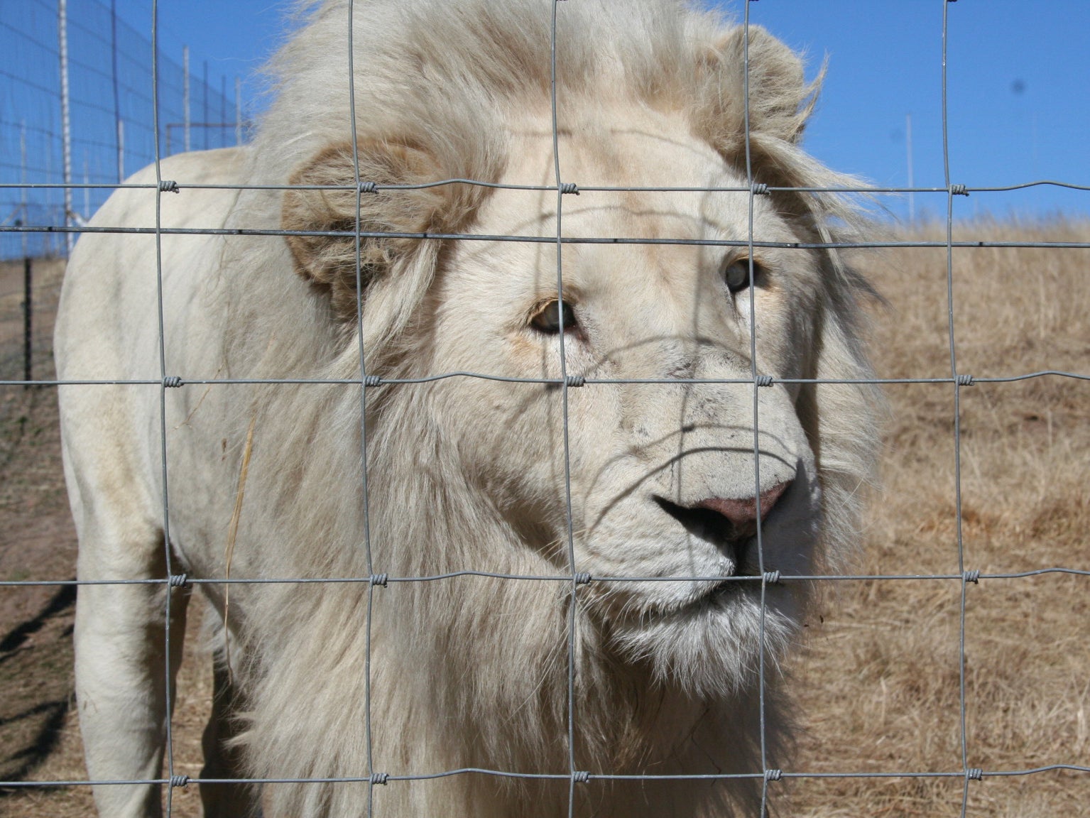 A severely cross-eyed male lion, a disability his brothers also suffer from, caused by 'intense inbreeding' in South Africa