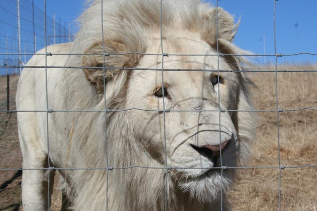 A severely cross-eyed male lion, a disability his brothers also suffer from, caused by 'intense inbreeding' in South Africa