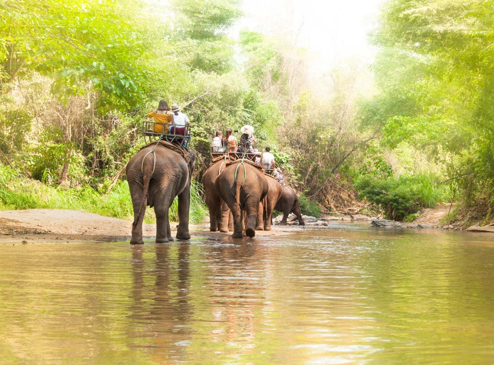 Elephant Rides In Thailand Just Tourism Or Abuse The Independent The Independent Elephant Rides In Thailand Just Tourism Or Abuse The Independent The Independent