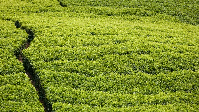 More than half of Britain’s tea is grown in Kenya, with 62,000 tons imported to the UK in 2017