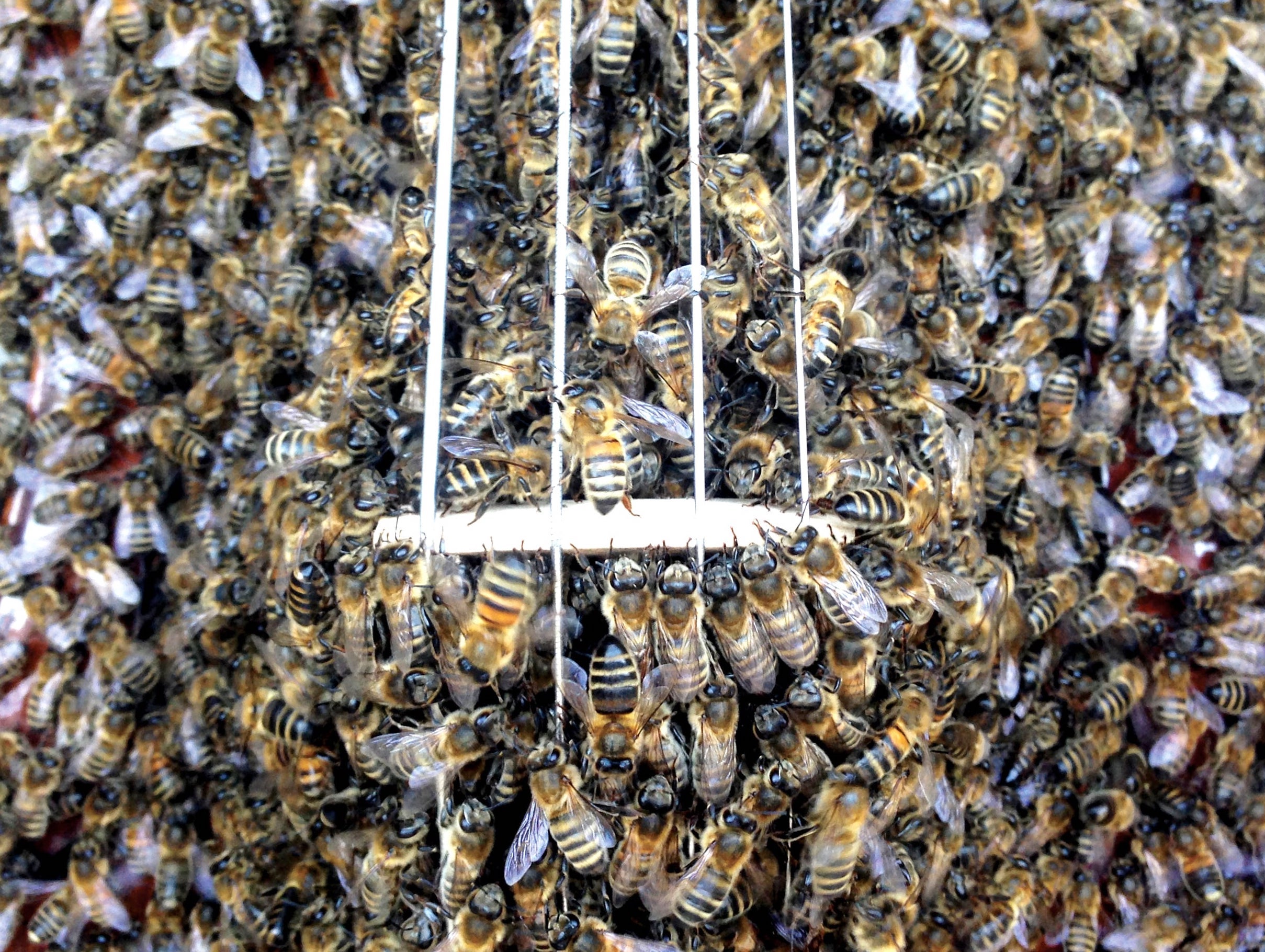 10 big secrets of bees - Greenpeace International