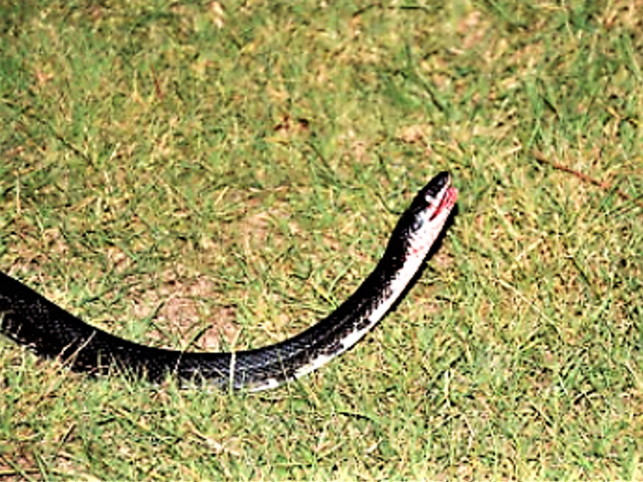 rubber snakes argos