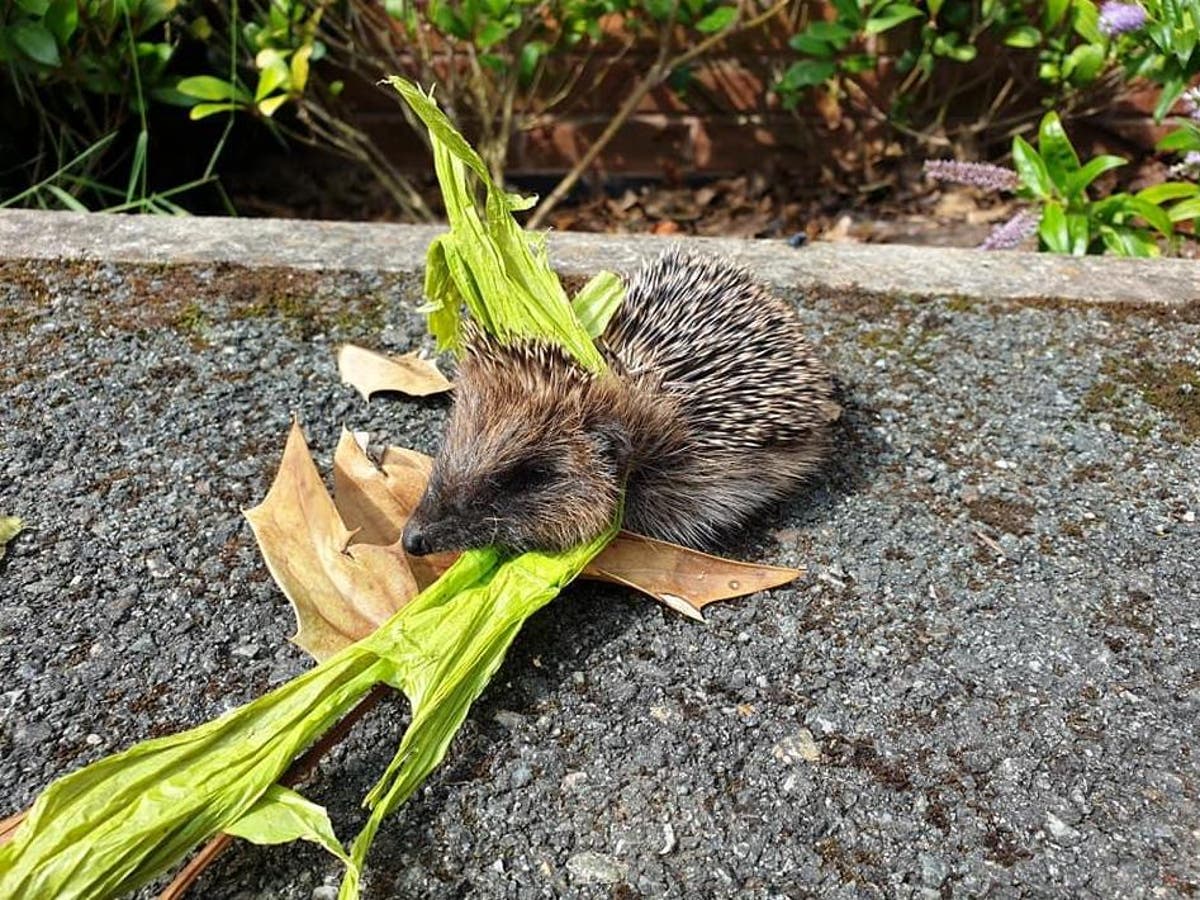 Firefighter rescues hedgehog family in his truck after finding one member suffocated in a plastic bag