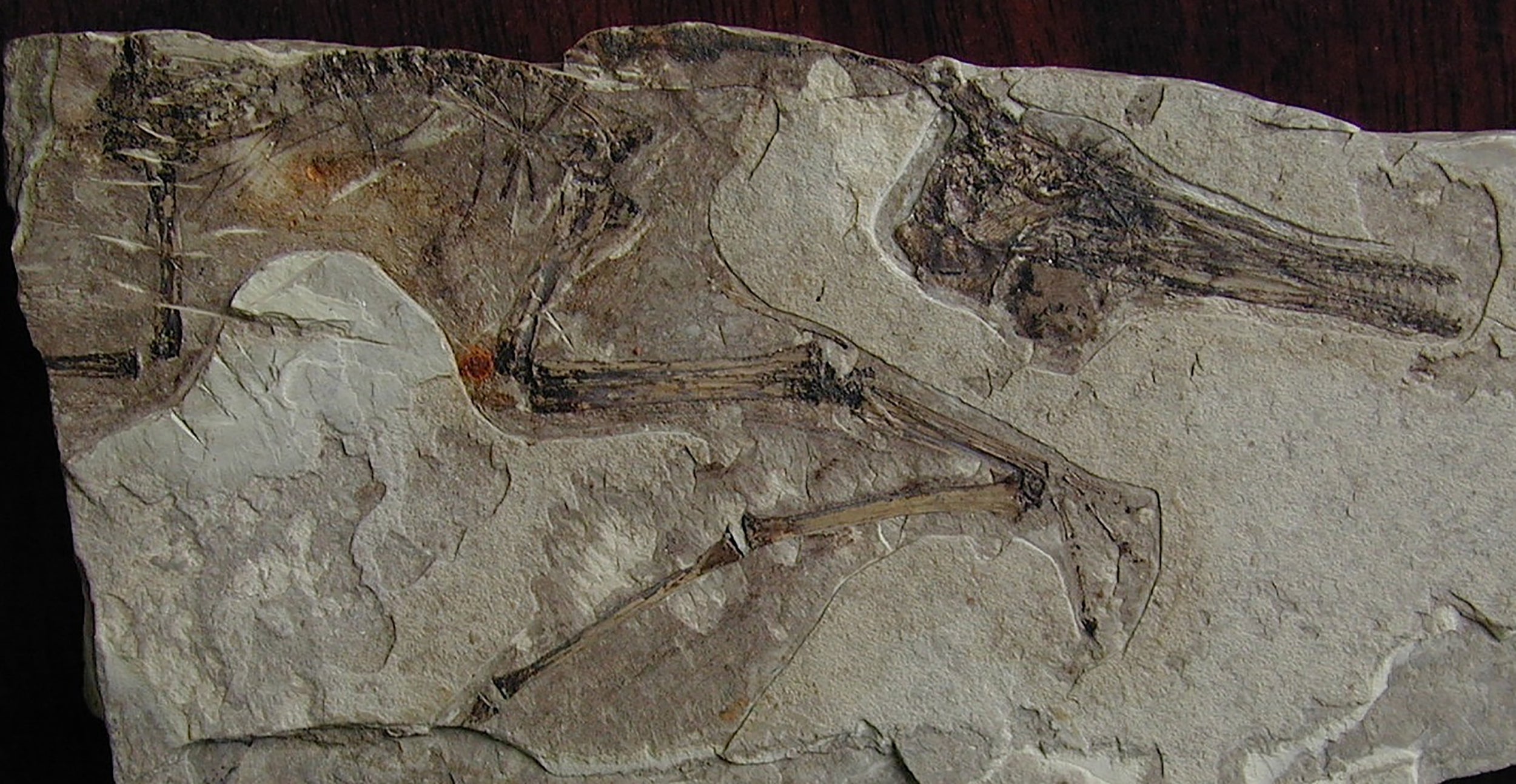 A pterosaur fossil with a wingspan of around 6 inches