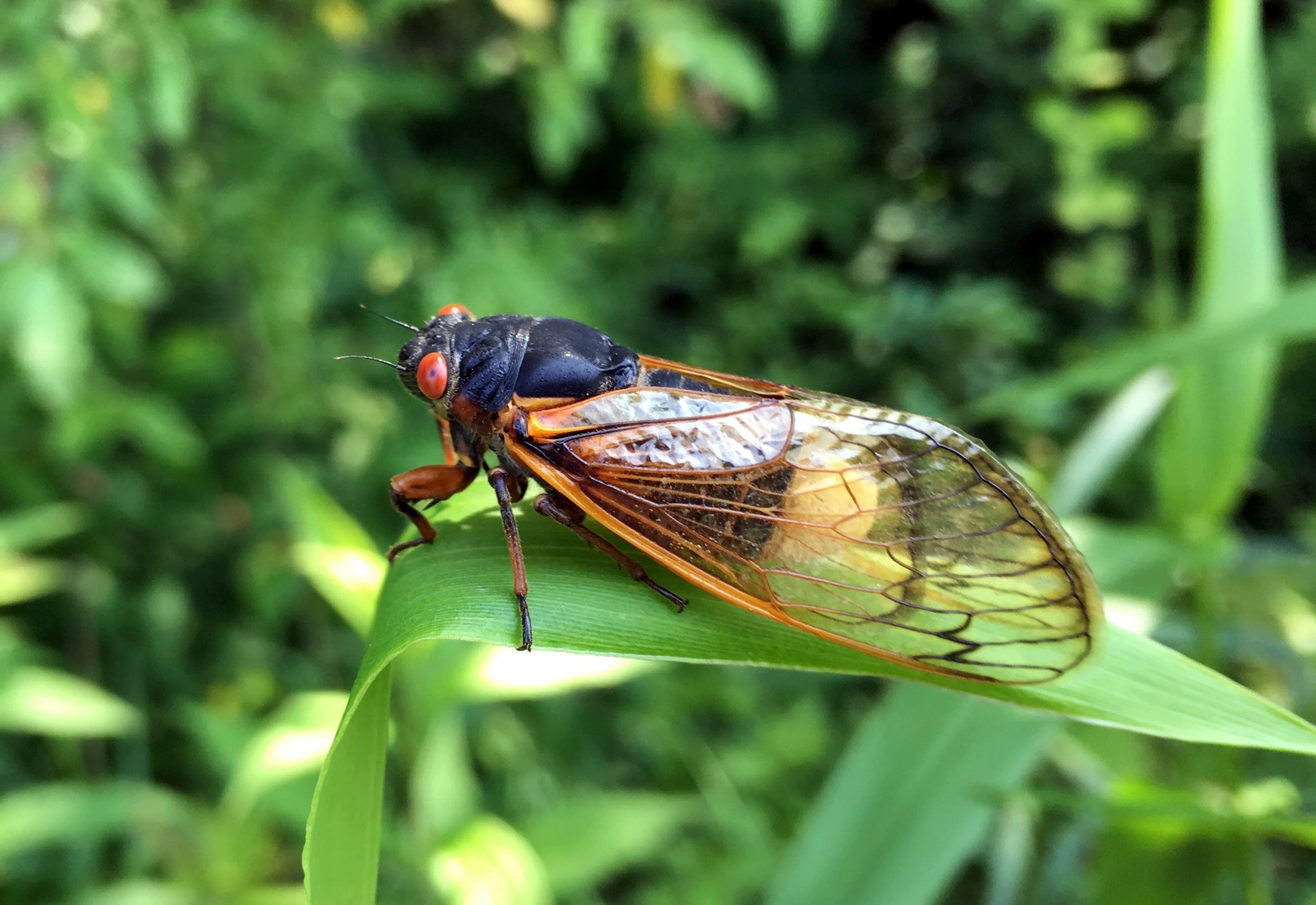A newly infected periodical cicada at Powdermill Nature Reserve in Westmoreland County
