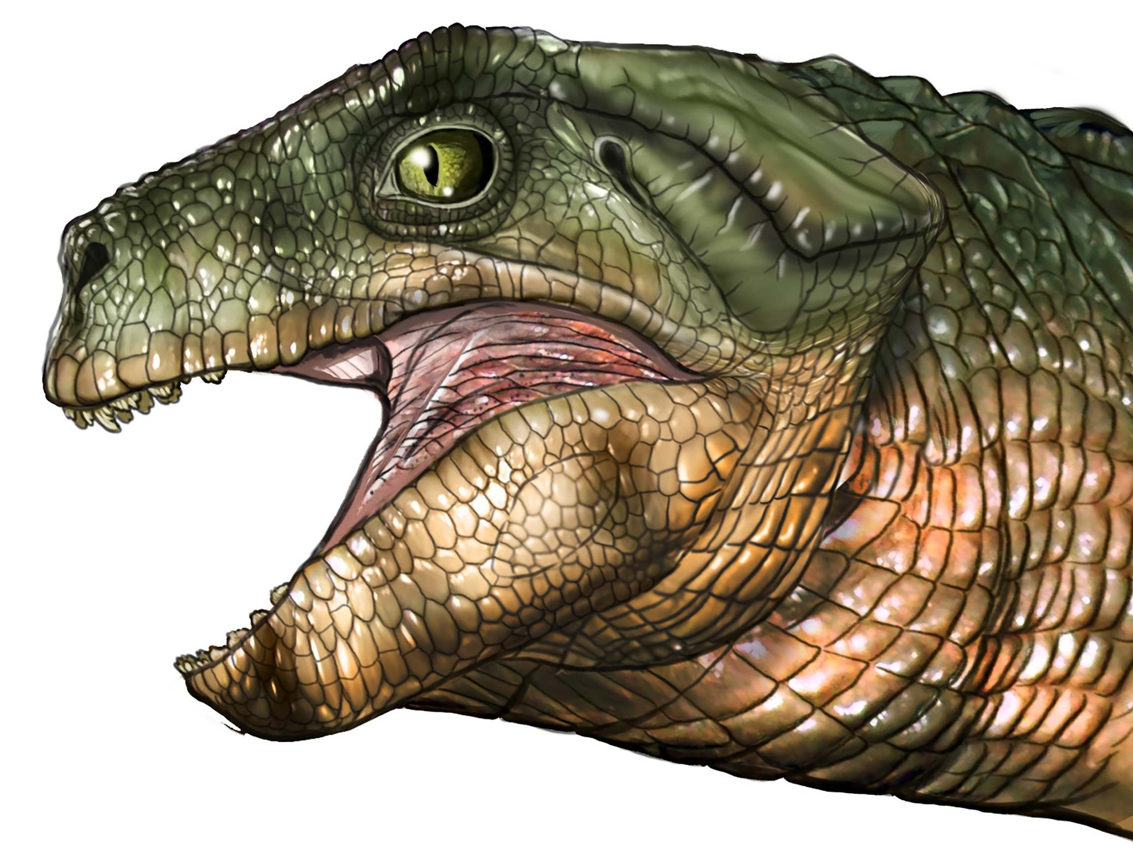 Ancestors of modern crocs evolved to survive on a plant diet at least three times