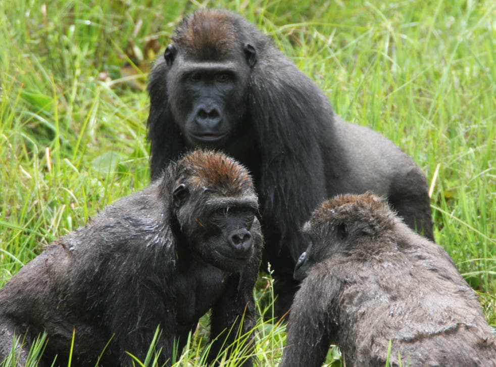 Young gorillas take a break from feeding to socialise at the Mbeli Bai forest clearing in the Nouabale-Ndoki National Park, Republic of Congo.