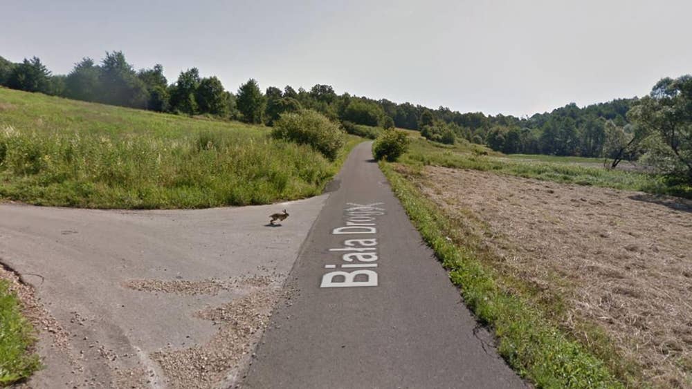 Google Street View Car Sends Hare Flying Across Road After Google Street View Car Sends Hare Flying Across Road After