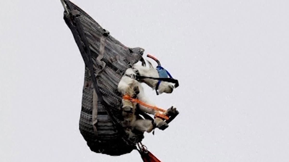 Hundreds of blindfolded goats airdropped into mountain range