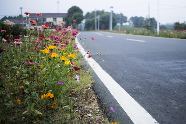 Wildflower meadows on roadsides are saving Britain's wildlife