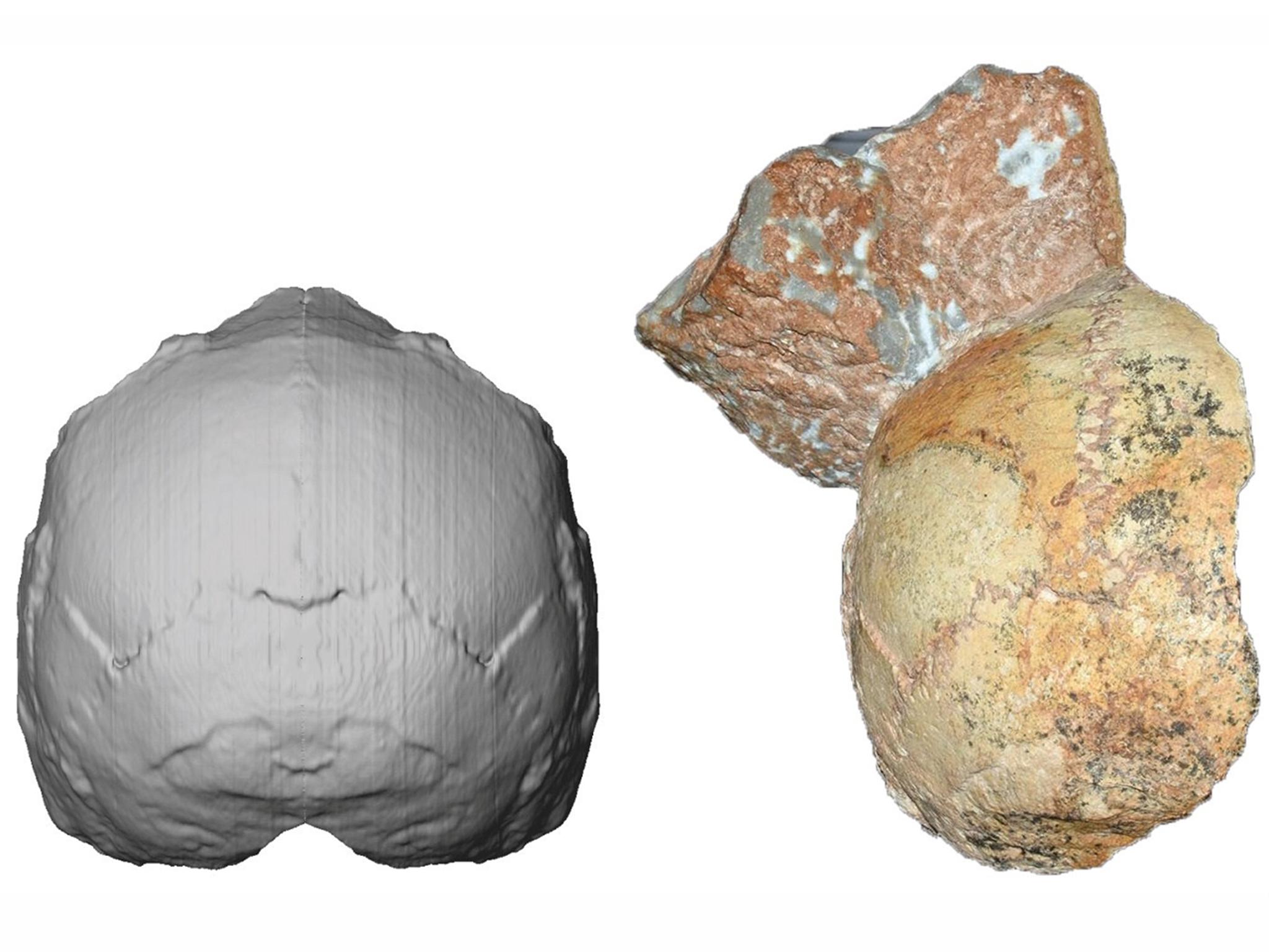 The partial cranium of Homo sapiens found in Greece (right) and its reconstruction (left)