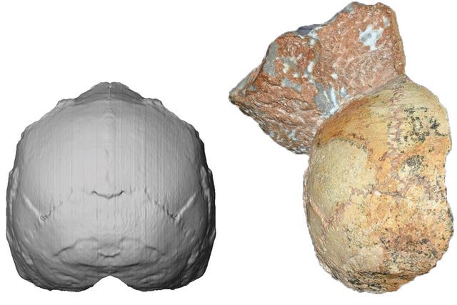 The partial cranium of Homo sapiens found in Greece (right) and its reconstruction (left)