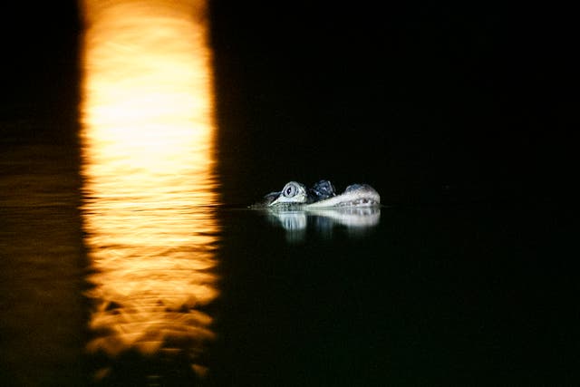 The Humbolt Park Lagoon alligator on Tuesday, July 9.