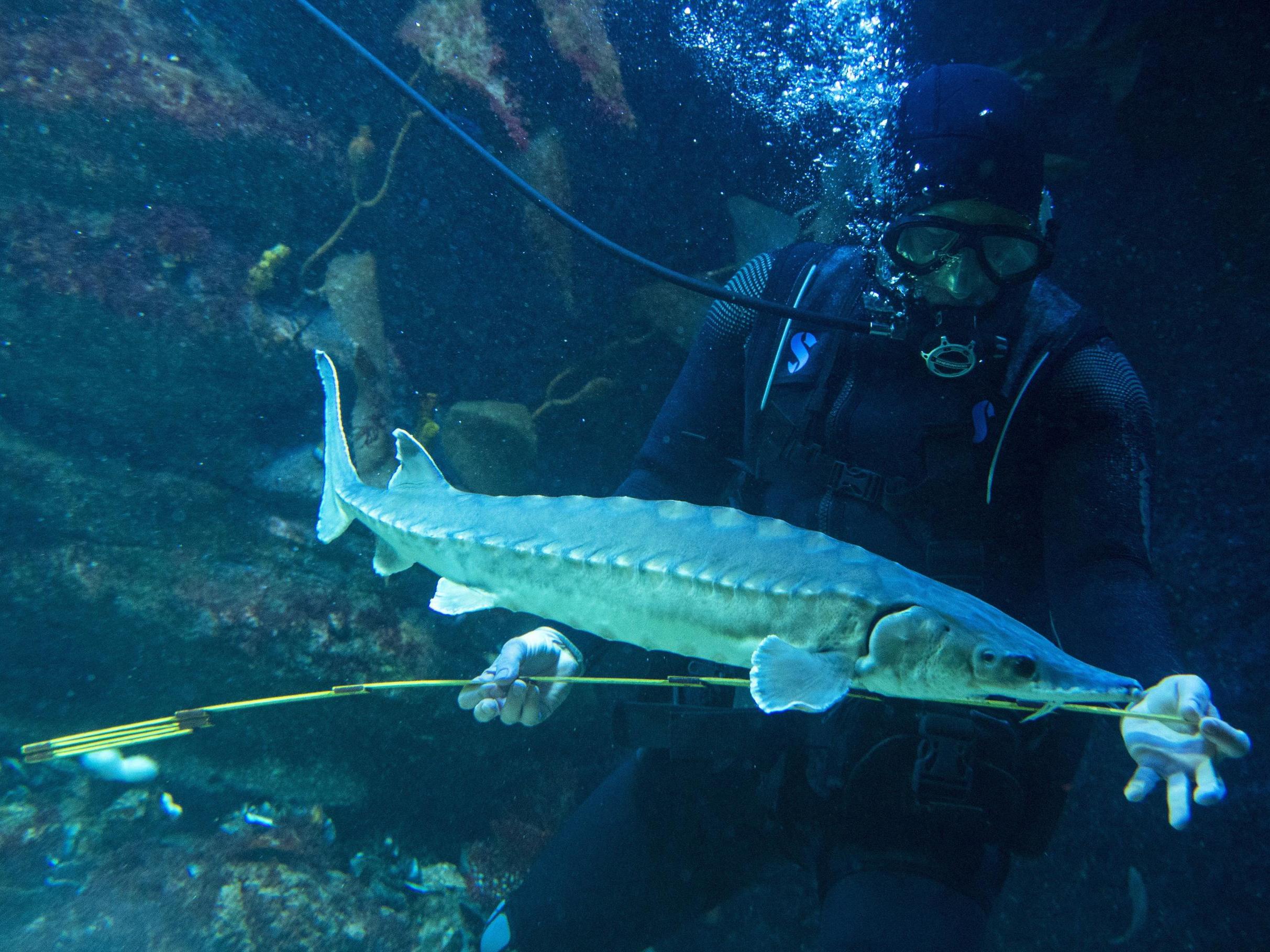 Various varieties of sturgeon fish have been around for millions of years but the effects of industrialisation have taken their toll on numbers