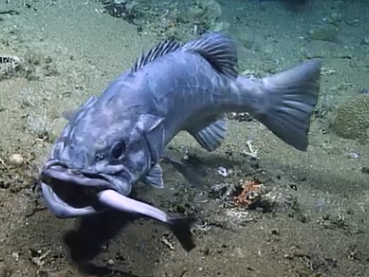 Shark eaten whole by giant fish in rare video | The Independent | The