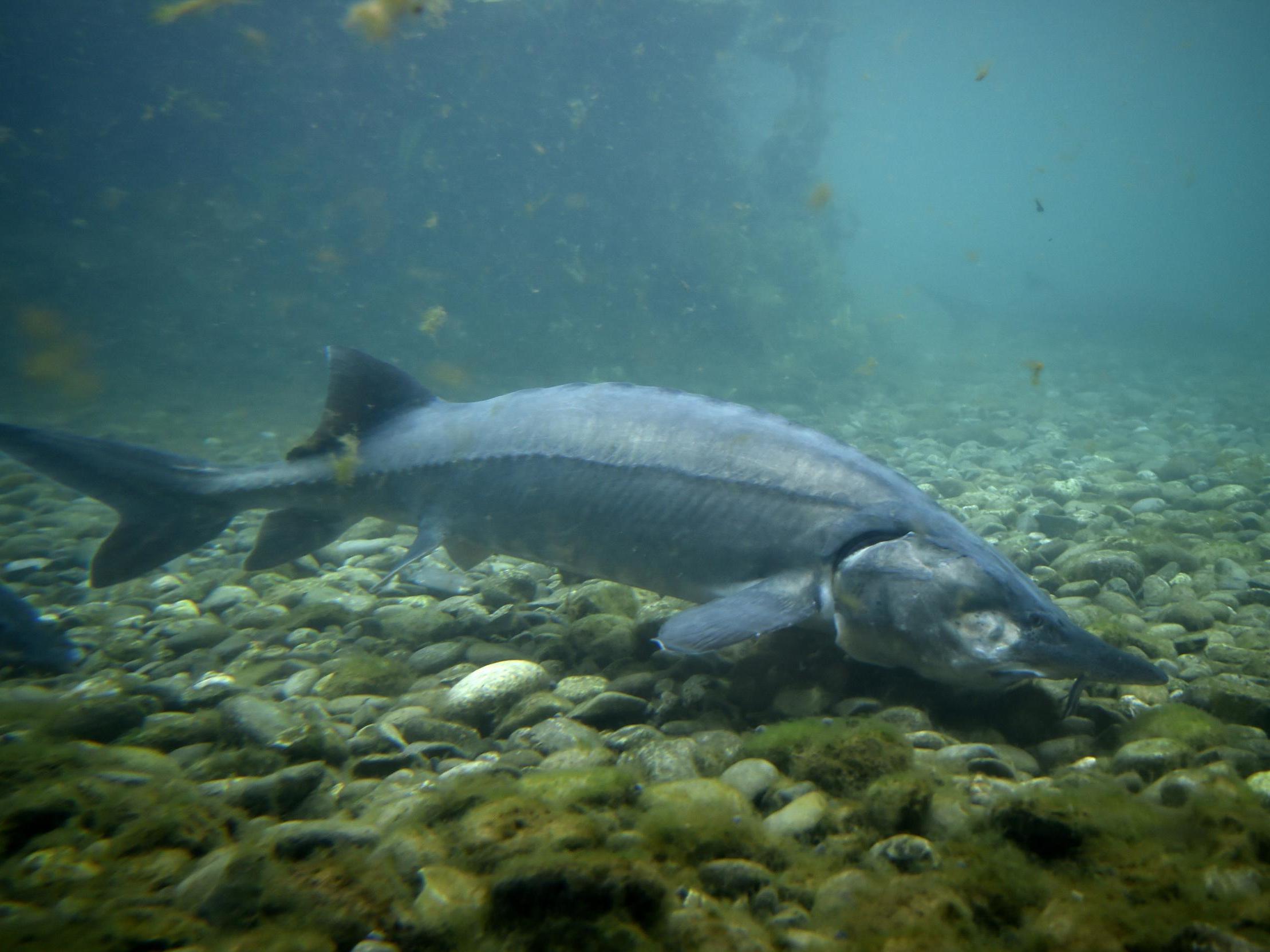 Fish Believed to Have Gone Extinct With Dinosaurs Rediscovered