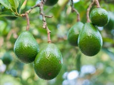 Avocado, coffee and citrus fruits ‘threaten global food security’
