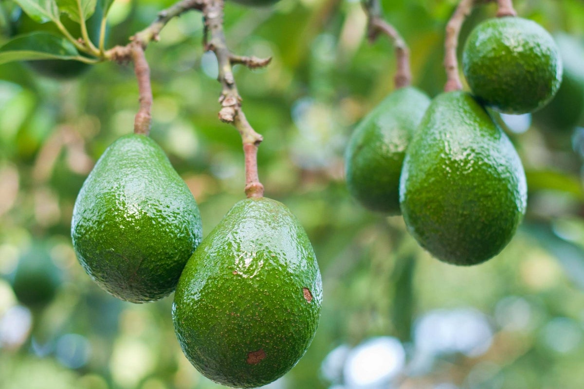 Avocado, coffee and citrus fruits ‘threaten global food security’