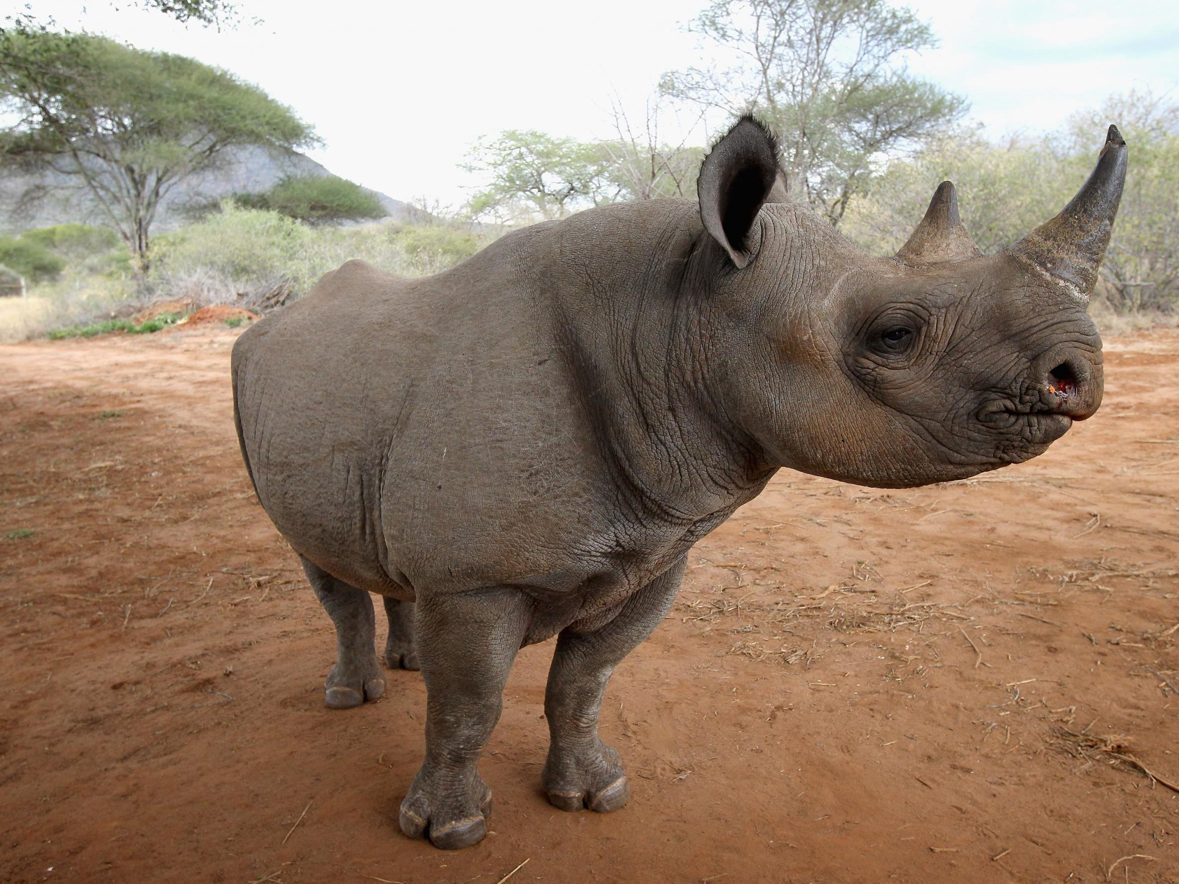 Black rhinos have been pushed almost to extinction, with just 15 left in Tanzania in 2015