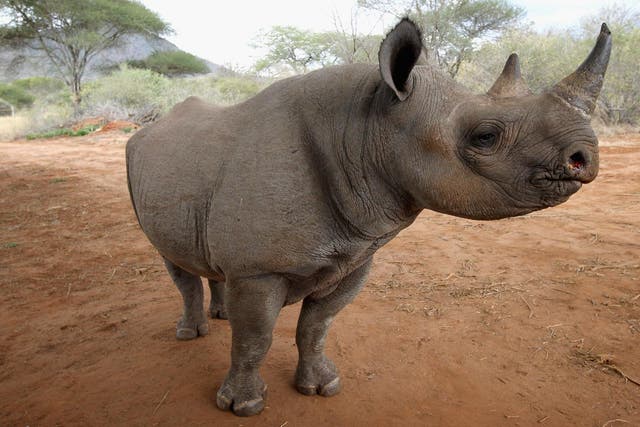 Black rhinos have been pushed almost to extinction, with just 15 left in Tanzania in 2015