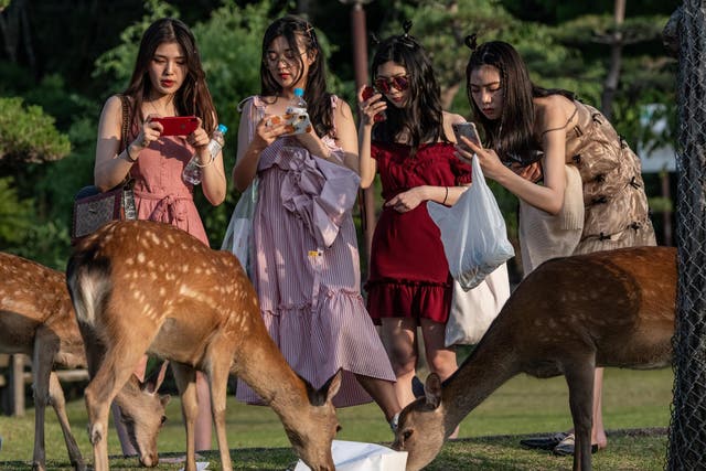 Large amounts of plastic have been found inside stomachs of the famous Nara Park deer in the past