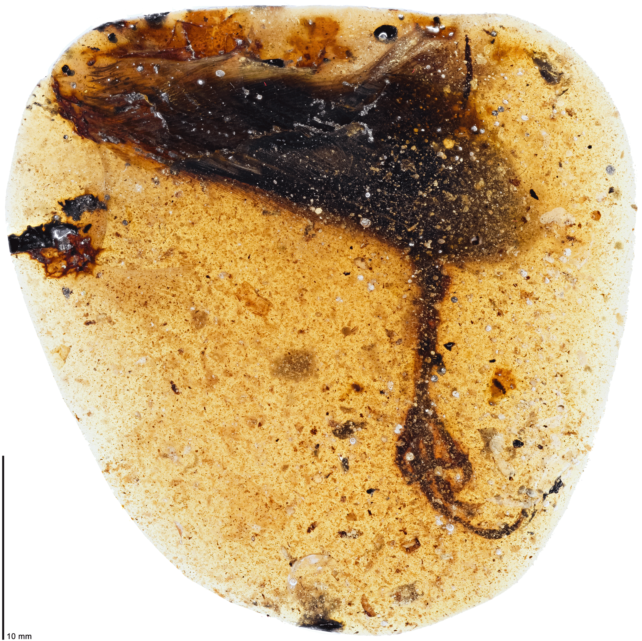 Researchers got the amber from a local amber trader who didn’t know what animal the strange foot belonged to