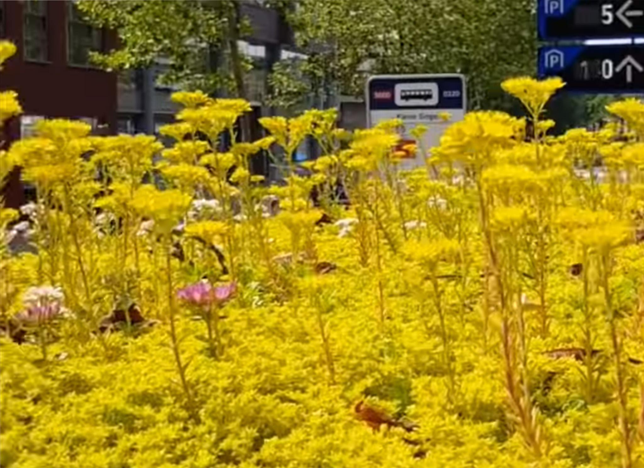 The roofs are just one of many measures being taken to improve the air quality of the city