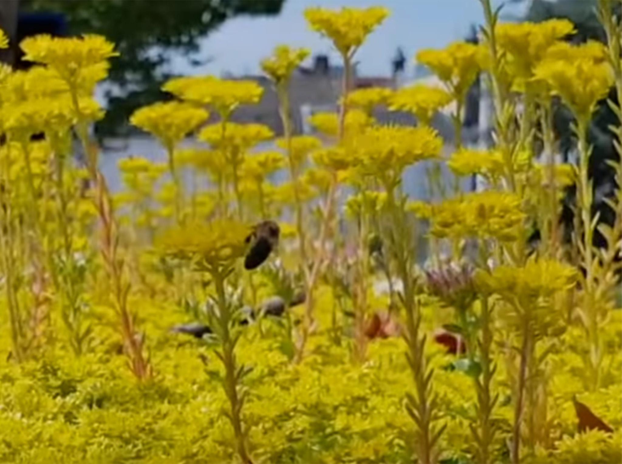The roofs are intended to improve air quality as well as supporting the city's insects