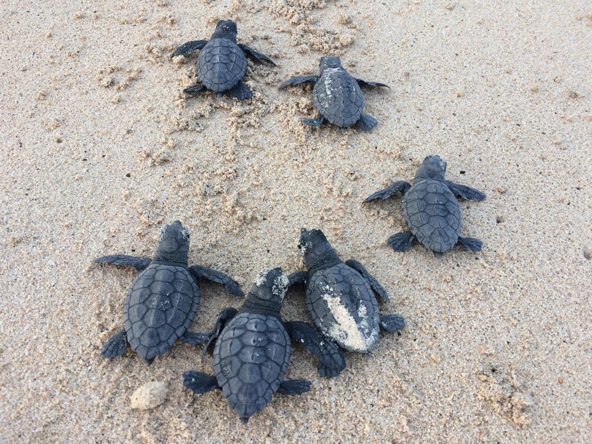 Turtles born at key breeding ground will all be turned female by ...