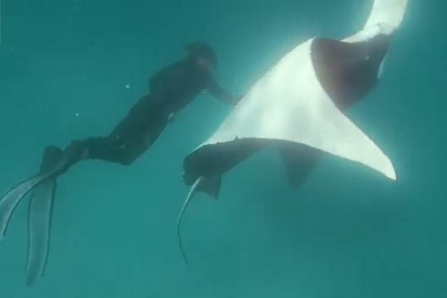 Jake Wilton removes hooks from a giant manta ray's eye
