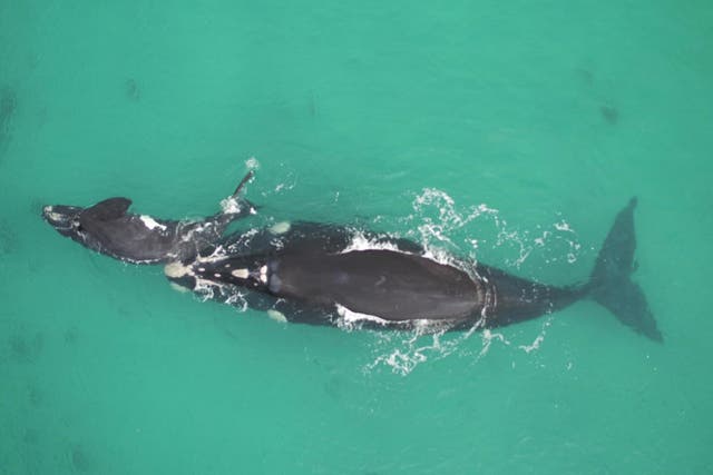 Mothers and calves hide from predators by gravitating to cloudy water near the coast