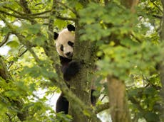 Giant panda electrocuted as visitors look on at Edinburgh Zoo