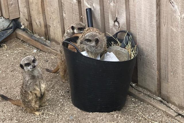 The meerkats managed to escape onto the Essex seafront