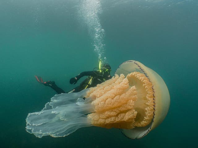 Biologist and wildlife presenter Lizzie Daly pictured with giant barrel jellyfish off the coast of Falmouth, in Cornwall.