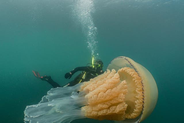Biologist and wildlife presenter Lizzie Daly pictured with giant barrel jellyfish off the coast of Falmouth, in Cornwall.