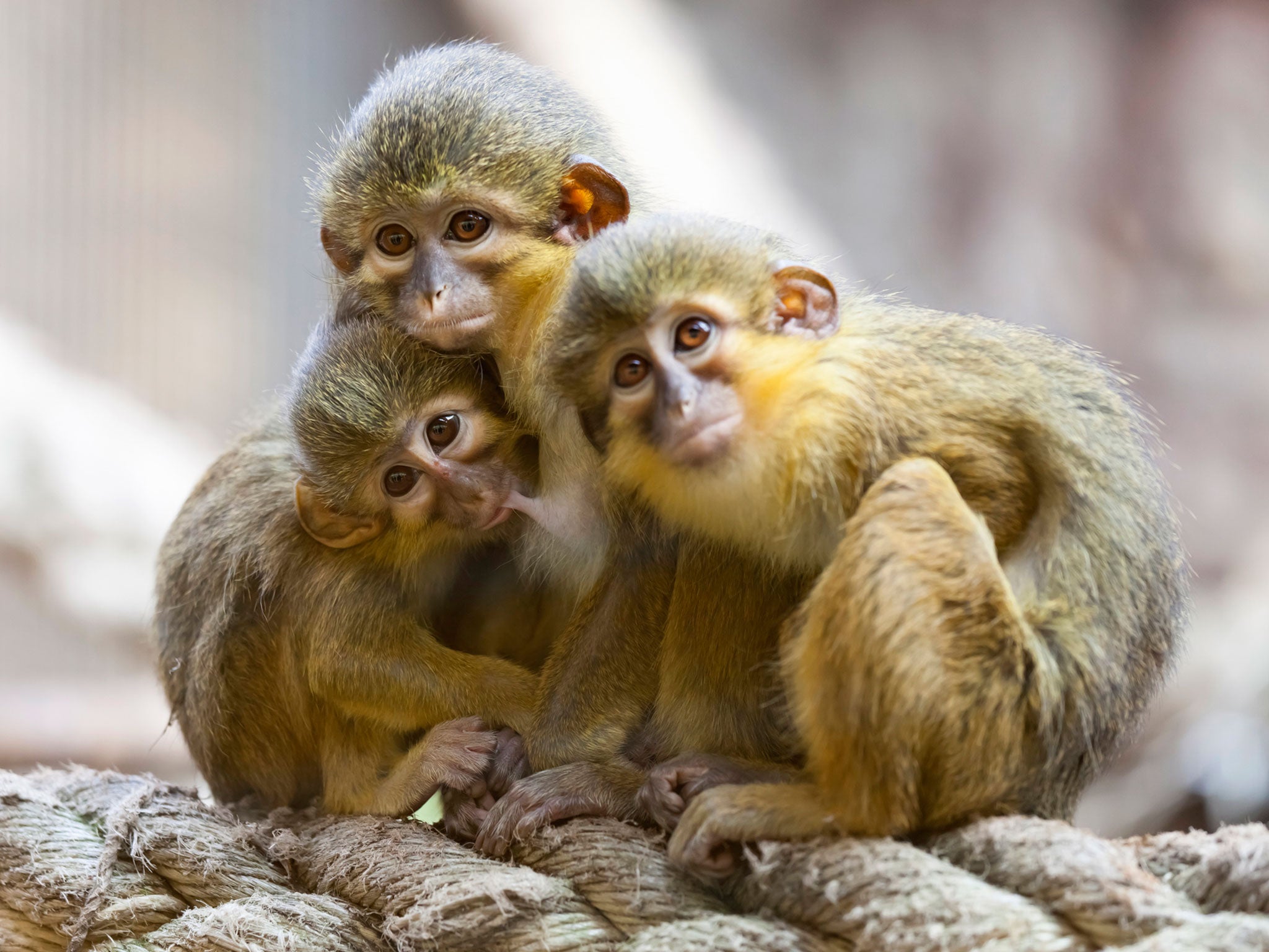 Monkeys - latest news, breaking stories and comment - The ...