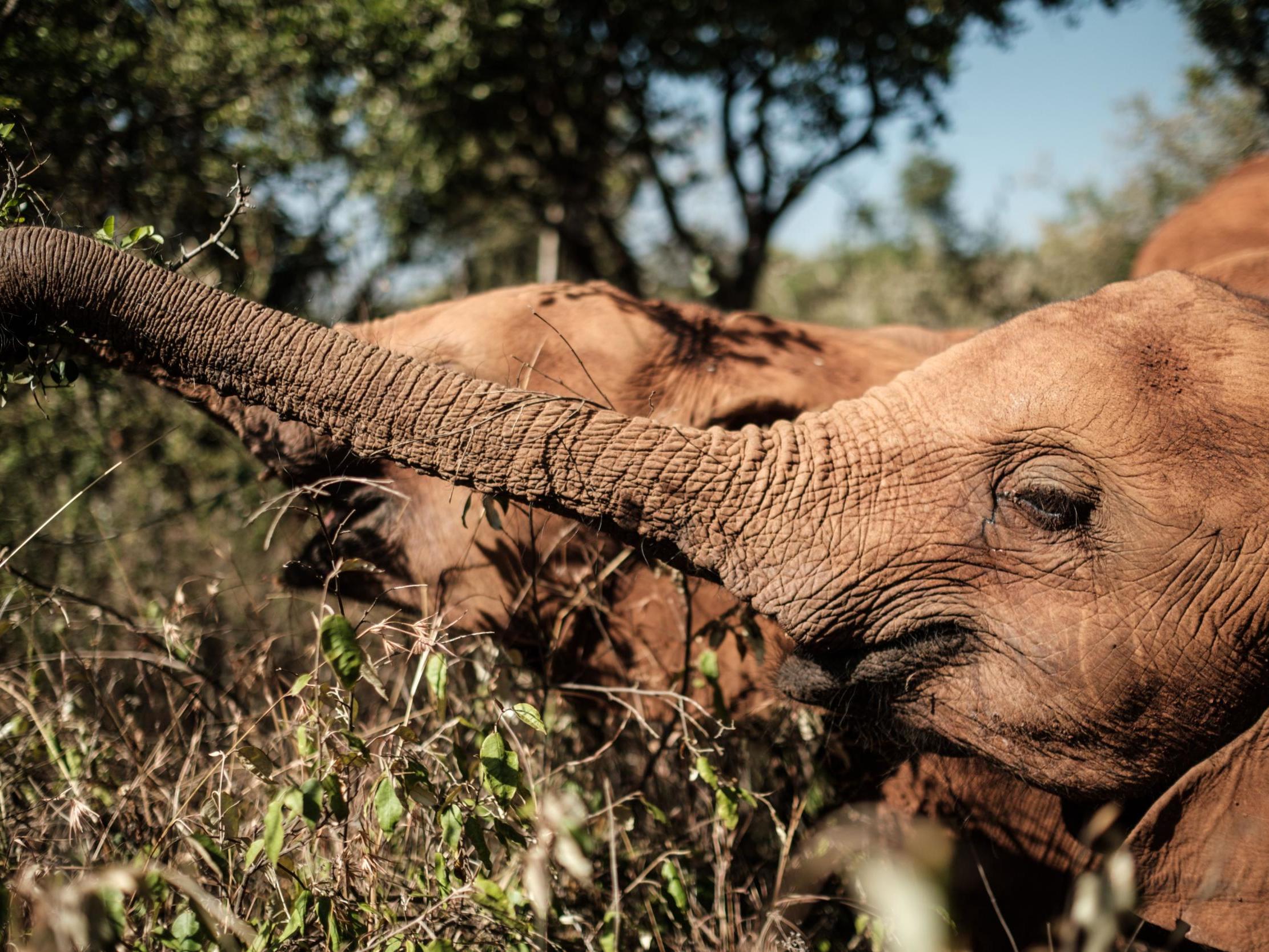 More elephants meant bigger, denser trees that can store more carbon, the study says