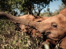 Elephant extinction would ‘speed up climate crisis’